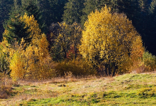 Mattina autunno paesaggio dei Carpazi