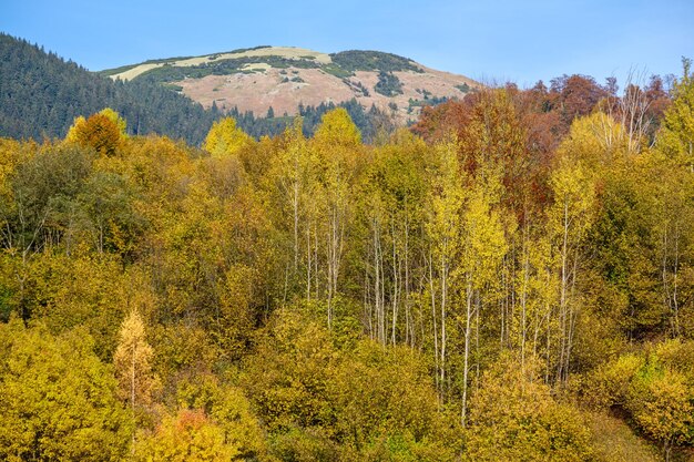 Mattina d'autunno i Carpazi calmano la scena pittoresca Ucraina Tranquillo viaggio stagionale natura e campagna concetto di bellezza scena