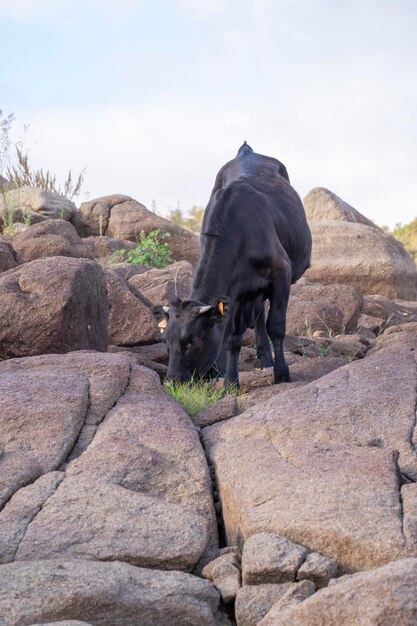 Mattina d'estate al pascolo Una giovane mucca o vitello di colore nero alla ricerca di cibo tra grandi pietre di granito