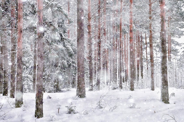 mattina d'inverno in un paesaggio di pineta, vista panoramica di un luminoso bosco innevato