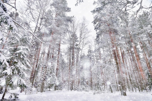 mattina d'inverno in un paesaggio di pineta, vista panoramica di un luminoso bosco innevato