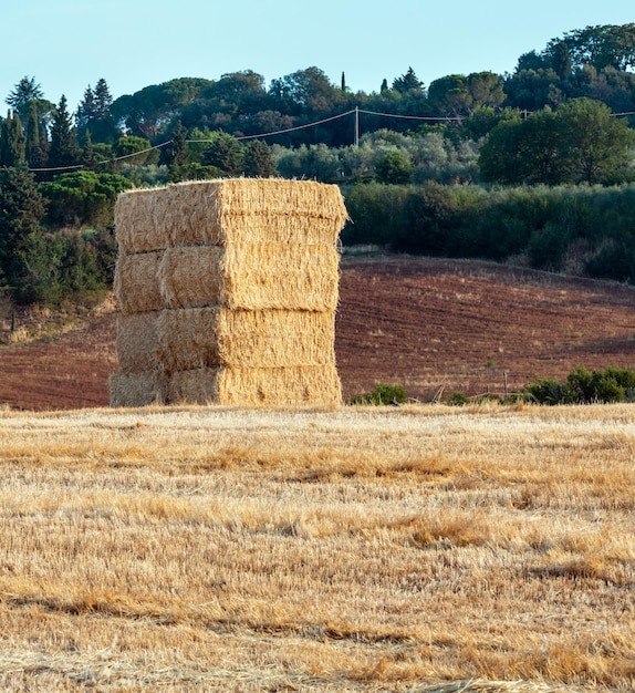 Mattina estate paesaggio di campagna