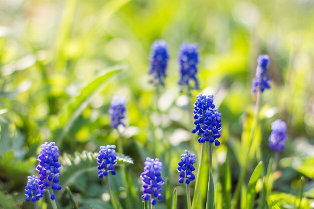 Mattina fresca estate soleggiata fiori blu ed erba su sfondo sfocato