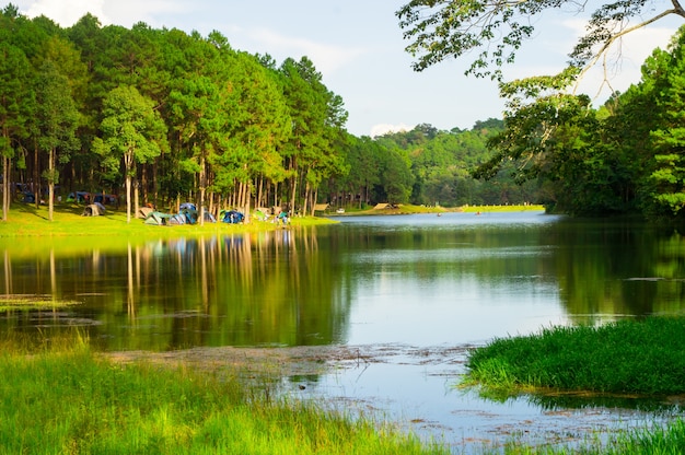 Mattina in campeggio nella pineta vicino al lago, inizia la giornata con freschezza.