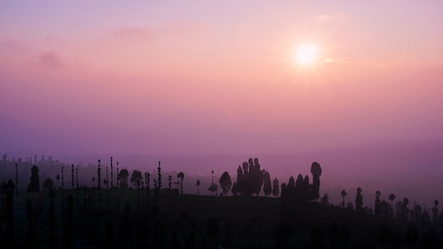 Mattina in collina con alberi silhouette