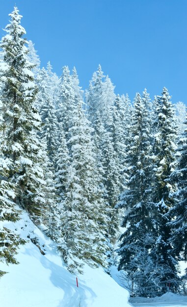 Mattina inverno bosco di abeti e strada alpina.