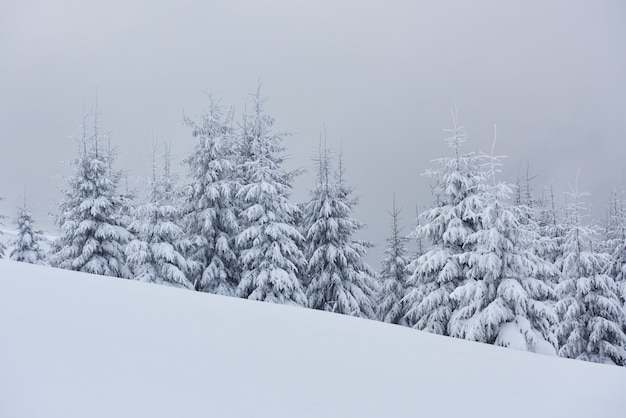 Mattina inverno calmo paesaggio montano con bellissimi abeti glassati e pista da sci con cumuli di neve sul pendio della montagna