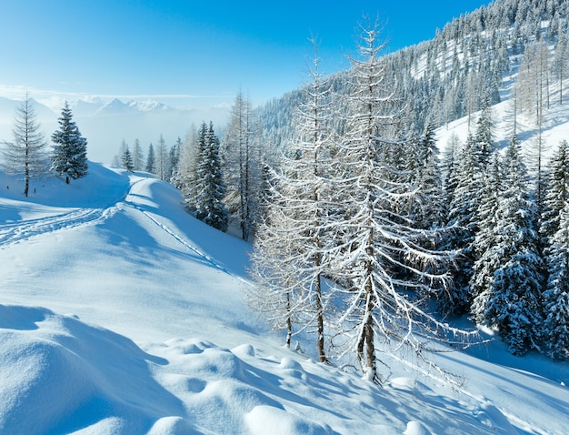 Mattina inverno nebbioso paesaggio montano con bosco di abeti.