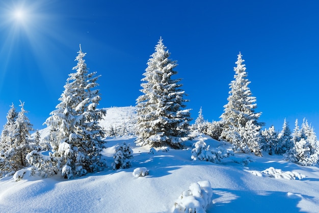 Mattina inverno paesaggio montano con abeti innevati sul pendio (Carpazi, Ucraina).