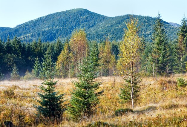 Mattina nebbiosa autunno paesaggio montano con betulle e abeti.