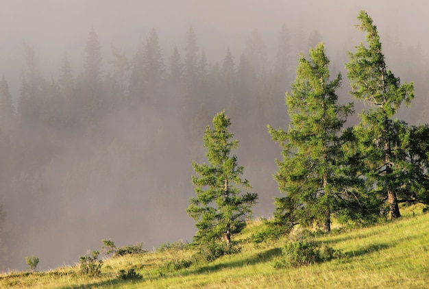 Mattina nebbiosa e luce contrastante