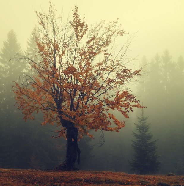 mattina nebbiosa in autunno Carpazi