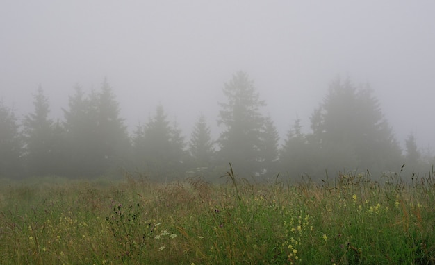 Mattina nebbiosa nei Carpazi