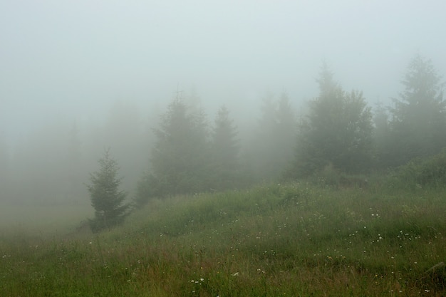 Mattina nebbiosa nei Carpazi