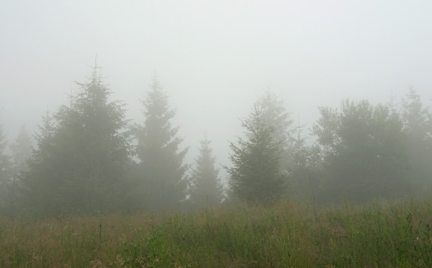 Mattina nebbiosa nei Carpazi