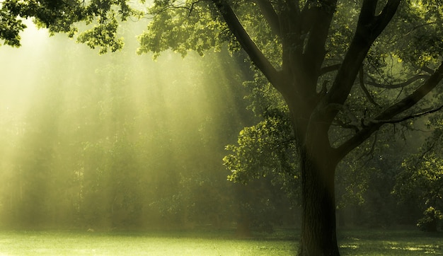 mattina nel parco.