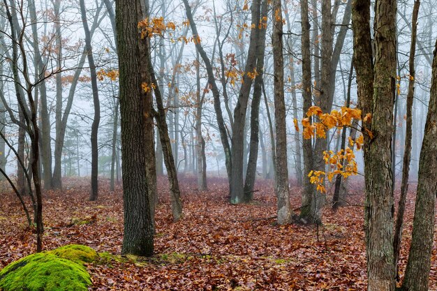 Mattina nella foresta nebbiosa nel fogliame vivido della foresta autunnale