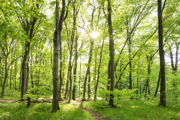 Mattina nella foresta soleggiata con alberi verdi