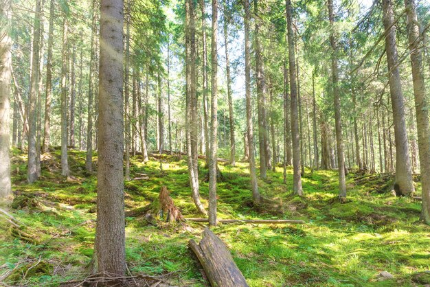 Mattina nella foresta verde primaverile con alberi di pino