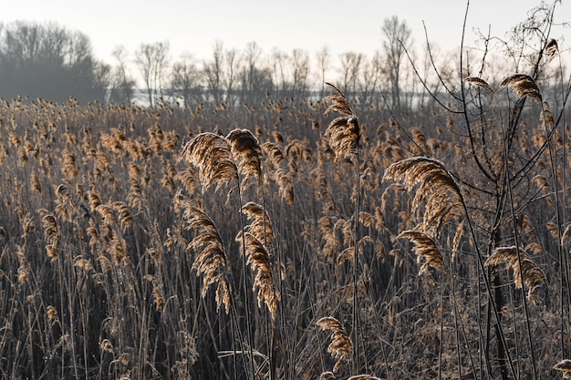 Mattina paesaggio invernale Sole tra le canne