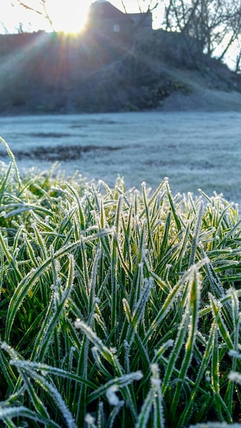 Mattina rurale i raggi del sole e l'erba coperta di gelo