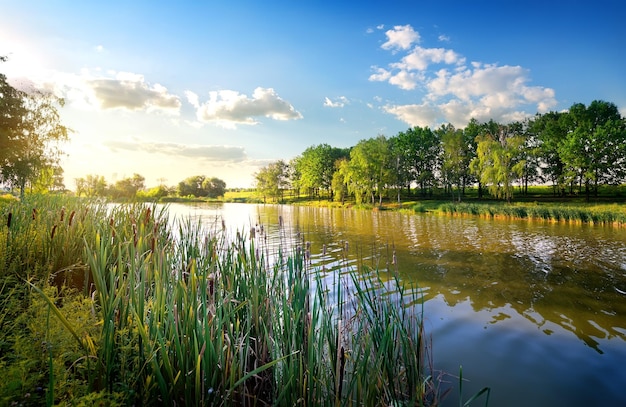 Mattina su un bellissimo fiume d'estate