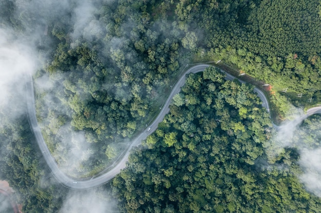 Mattina verde foresta e nebbia