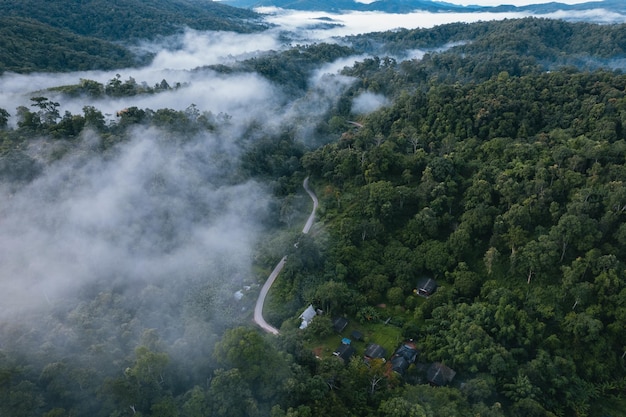 Mattina verde foresta e nebbia