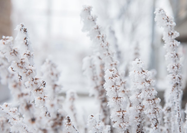 Mattinata d'inverno con brina frizzante