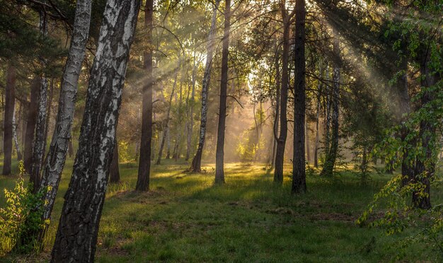 Mattinata di sole nella foresta I raggi del sole si fanno strada attraverso i rami degli alberi