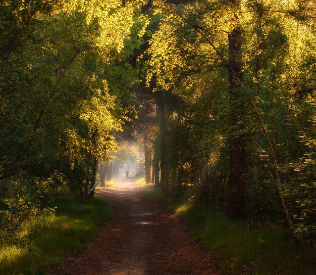 Mattinata di sole nella foresta I raggi del sole si fanno strada attraverso i rami degli alberi