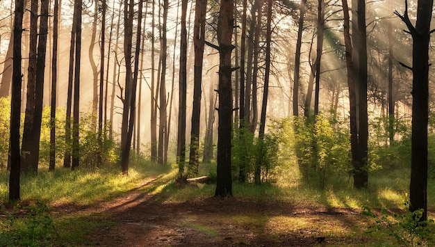 Mattinata di sole nella foresta I raggi del sole si fanno strada attraverso i rami degli alberi