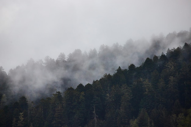 Mattinata nebbiosa attraverso la siluetta dell'albero di pino nelle montagne