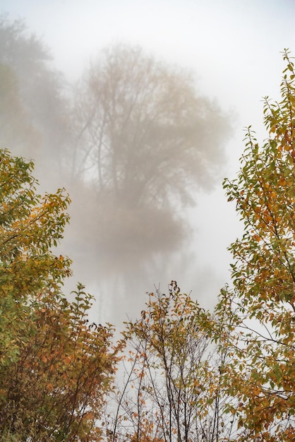 Mattinata nebbiosa e alberi colorati sul lago