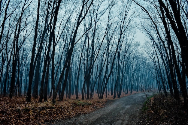 Mattinata nebbiosa nella foresta