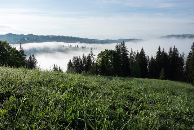 Mattinata nebbiosa paesaggio in montagna