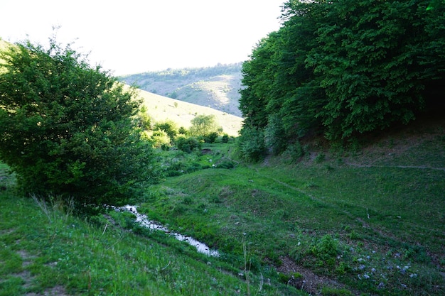 Mattinata soleggiata Foresta verde di primavera e primavera naturale