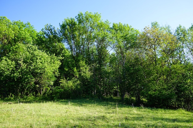 Mattinata soleggiata Foresta verde di primavera