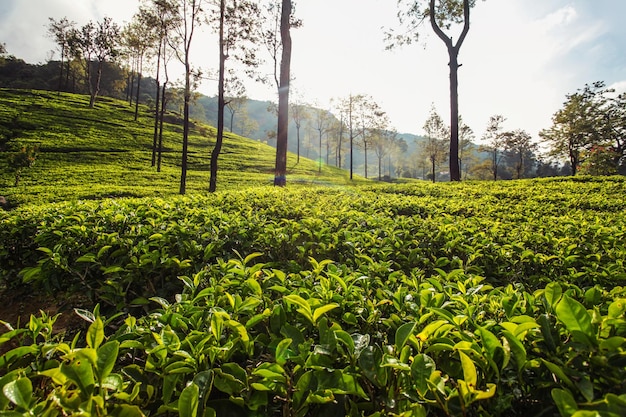 Mattinate soleggiate giardini da tè, campi di foglie verdi con alcuni alberi. Kandy, Sri Lanka