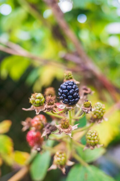 Matura succosa mora Giardino cespuglio di frutta Bellissimo paesaggio rurale naturale con un forte sfondo sfocato Il concetto di cibo sano con vitamine