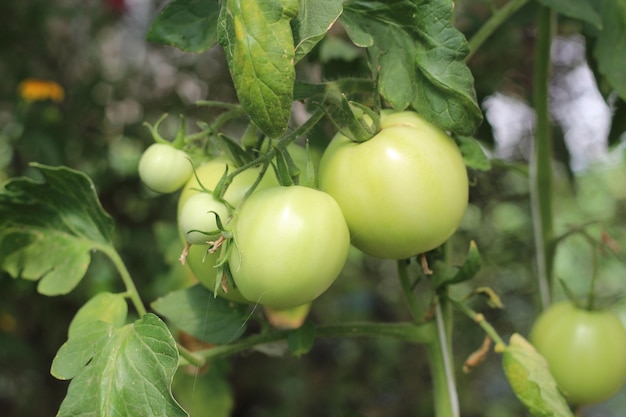 Maturazione dei frutti di pomodoro in una serra