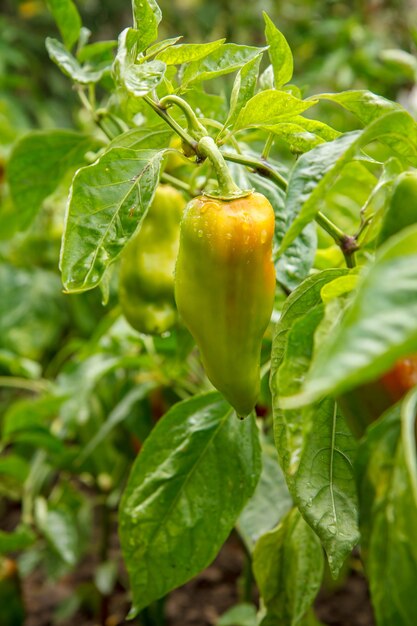 Maturazione dei peperoni sul cespuglio in giardino. Piante di peperone bulgaro o dolce. Profondità di campo