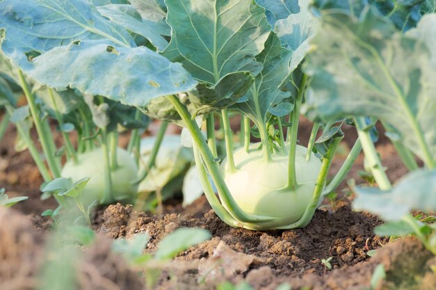 maturazione del cavolo rapa piantato nel terreno primo piano