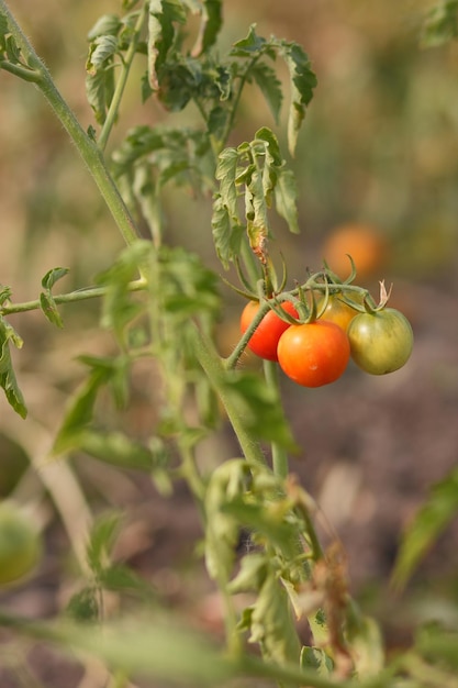 Maturazione del raccolto del primo piano dei pomodori Pomodori verdi e rossi ecologici maturano sui cespugli nel giardino