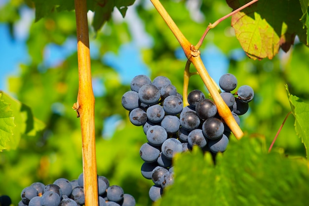 maturazione dell'uva blu in un fogliame verde