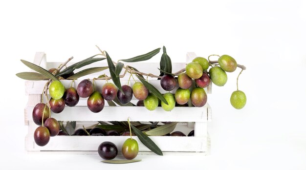 maturazione sana pianta frutta succosa olio