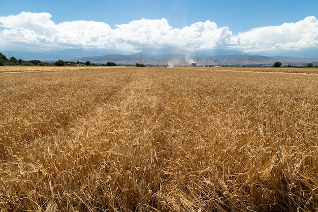 Maturazione spighe di orzo in un campo in un giorno d'estate durante il periodo di raccolta