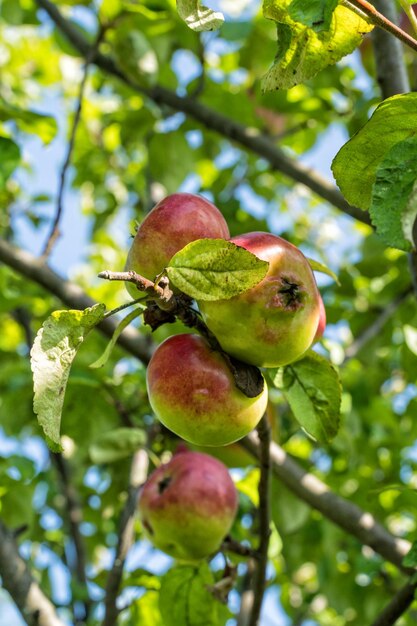 Mature mele su un albero di mele nel giardino luce naturale estate