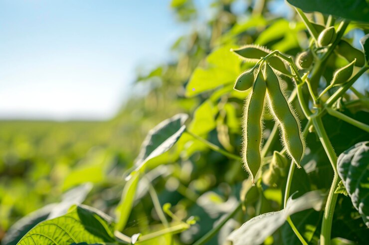 mature soybean plant with pods ready for harvest