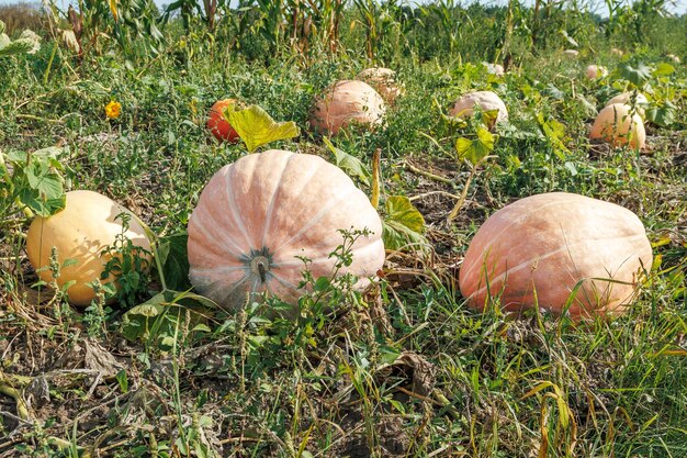 Mature zucche arancione sul campo in autunno Una grande zucca arancione che cresce nel giardino